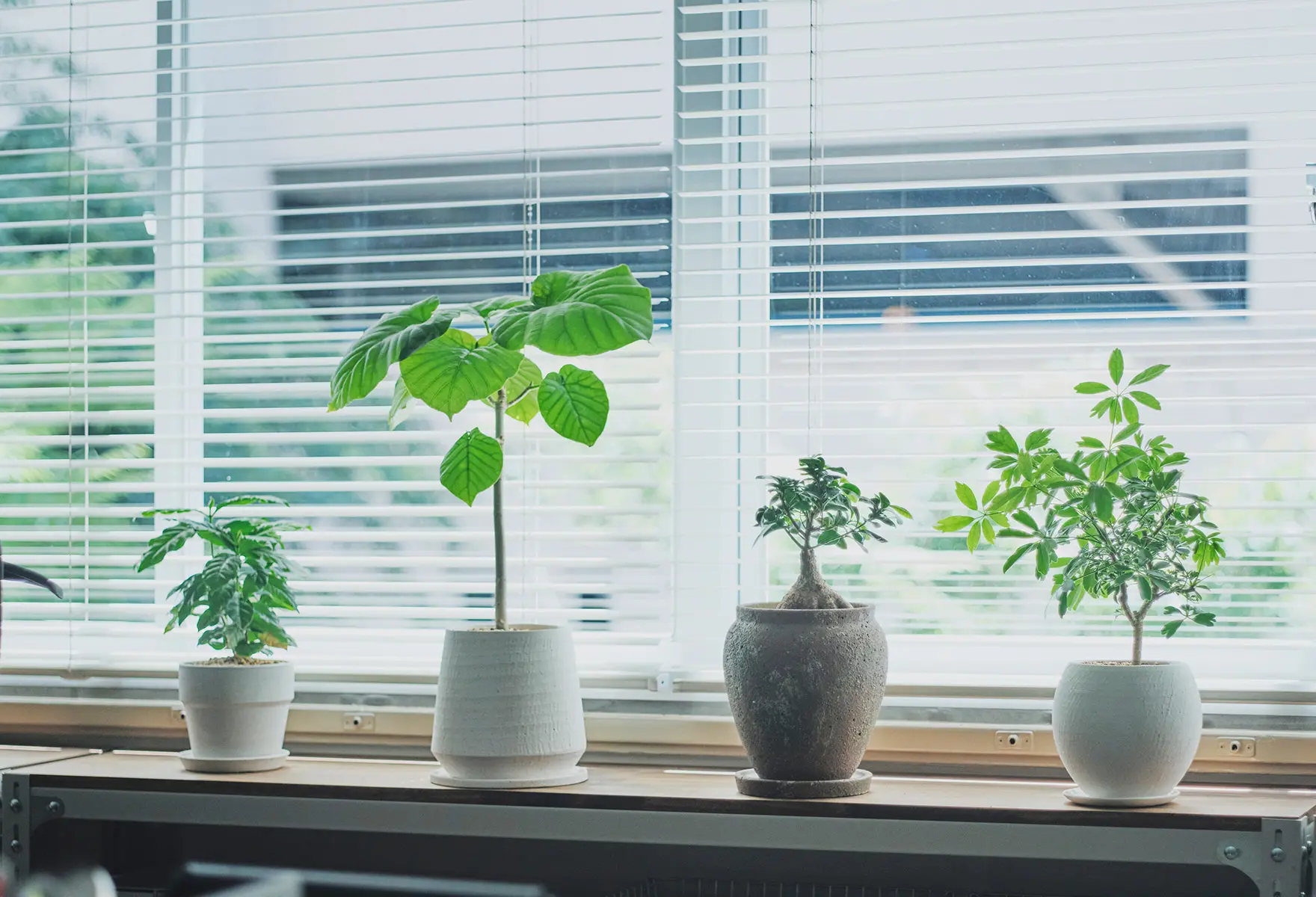 窓際に並べられた観葉植物