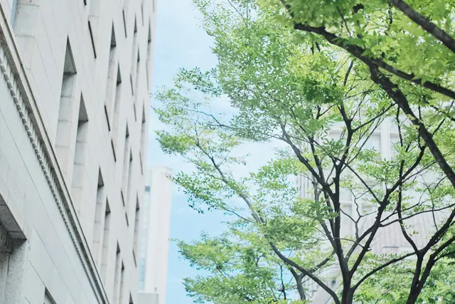 事務所外の街路樹