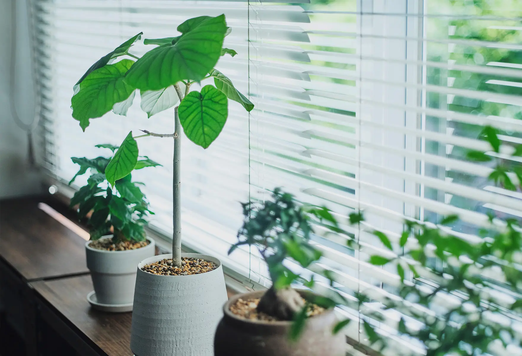 窓際に並べられた観葉植物